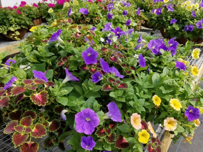 Purple and Yellow Flowers